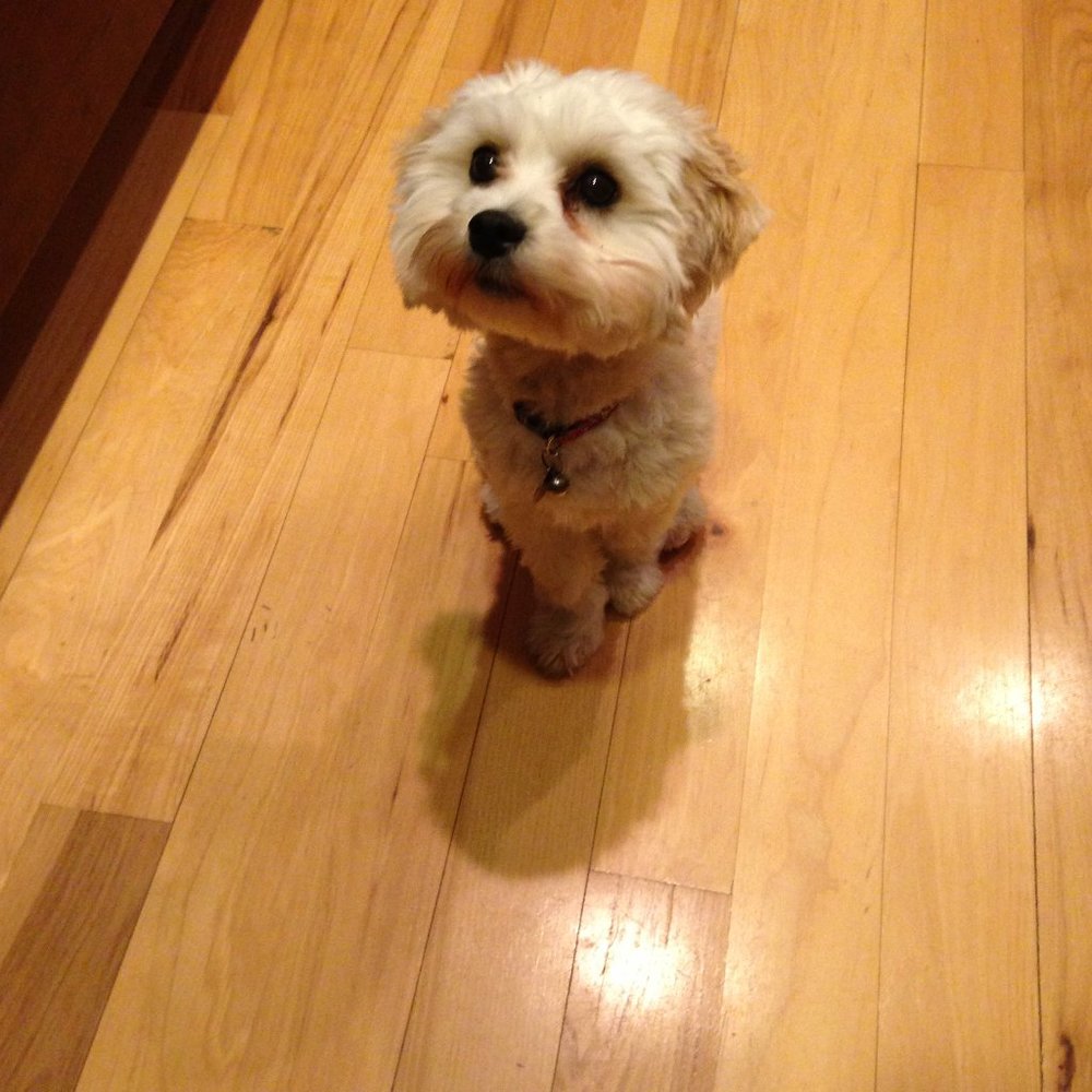 Meet your Posher, Ginger